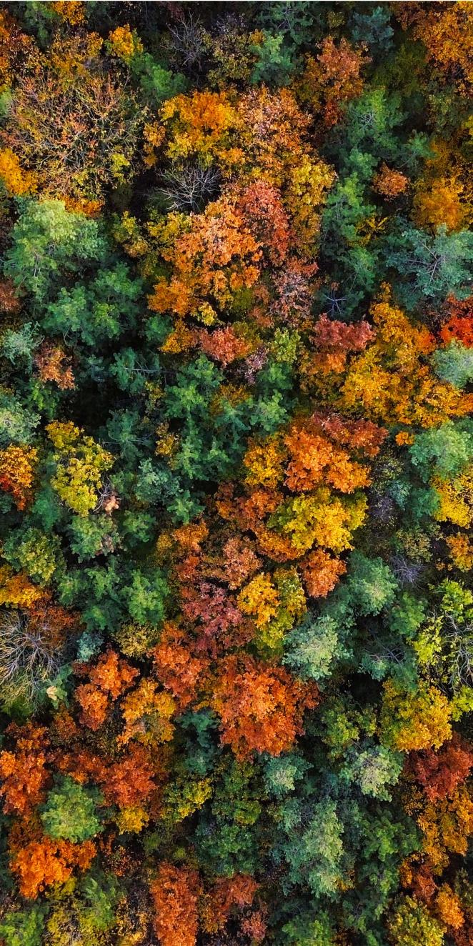 overhead image of trees