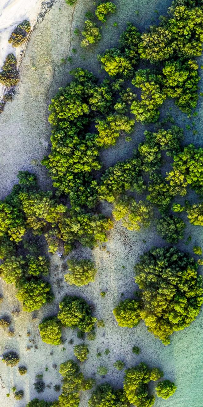 trees in the ocean
