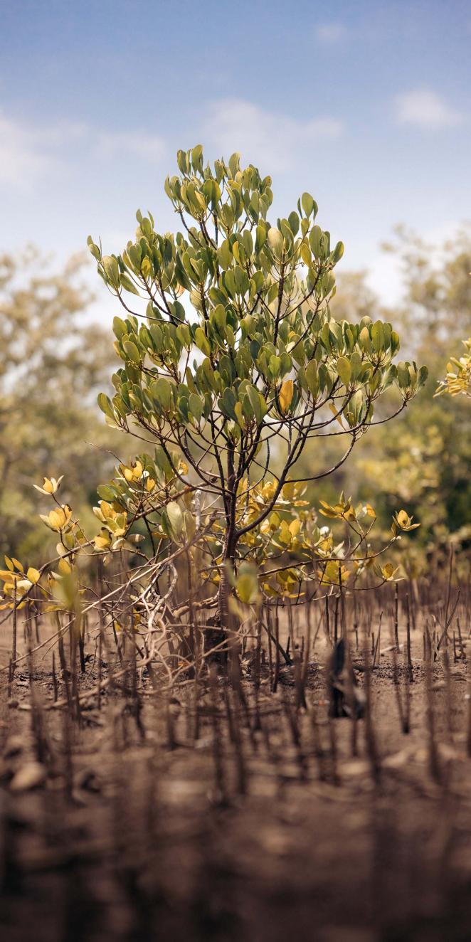 image of tree from Environmental Foundation project